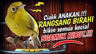 Ciak Ciak Anakan Kecial Kuning PERANGSANG BIRAHI‼️Bikin Semua Kecial RIBUT NGAMUK‼️| PEPADU KECIAL