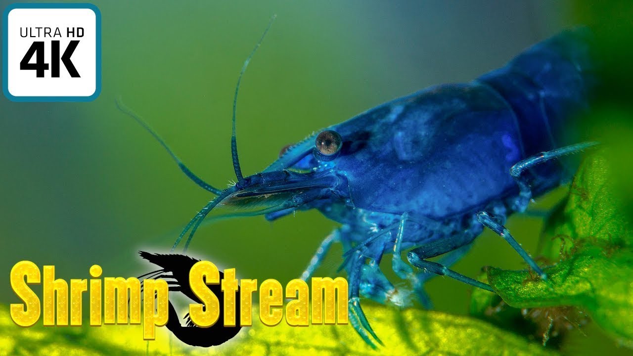 Shrimp Stream - 3/06/26 - Live Neocaridina Webcam Feed