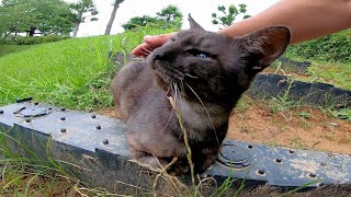 階段に座っていた野良猫にそ～っと近づいてナデナデしたら懐いてきた