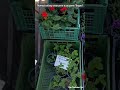 🛒 ХАРЬКОВ ~ ЧТО У НАС С ЦЕНАМИ? ~ КОННЫЙ РЫНОК ~ KHARKIV ~ WHAT'S UP WITH OUR PRICES? ~ HORSE MARKET