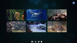 Funny Virtual Meeting with Animals | Virginia Aquarium
All of these virtual meetings have really turned us into animals. (Pants optional.) Check out a video conference call some of the animals at the Virginia Aquarium had this week. It is a funny video, youll want to share with your co-workers, friends and family. Enjoy!
Learn more at https://www.virginiaaquarium.com/ Funny Virtual Meeting with Animals | Virginia Aquarium