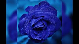 /storage/emulated/0/Download/Photo Video Maker With Mp3 Music/video_2023_Feb_14_00_30_55.mp4