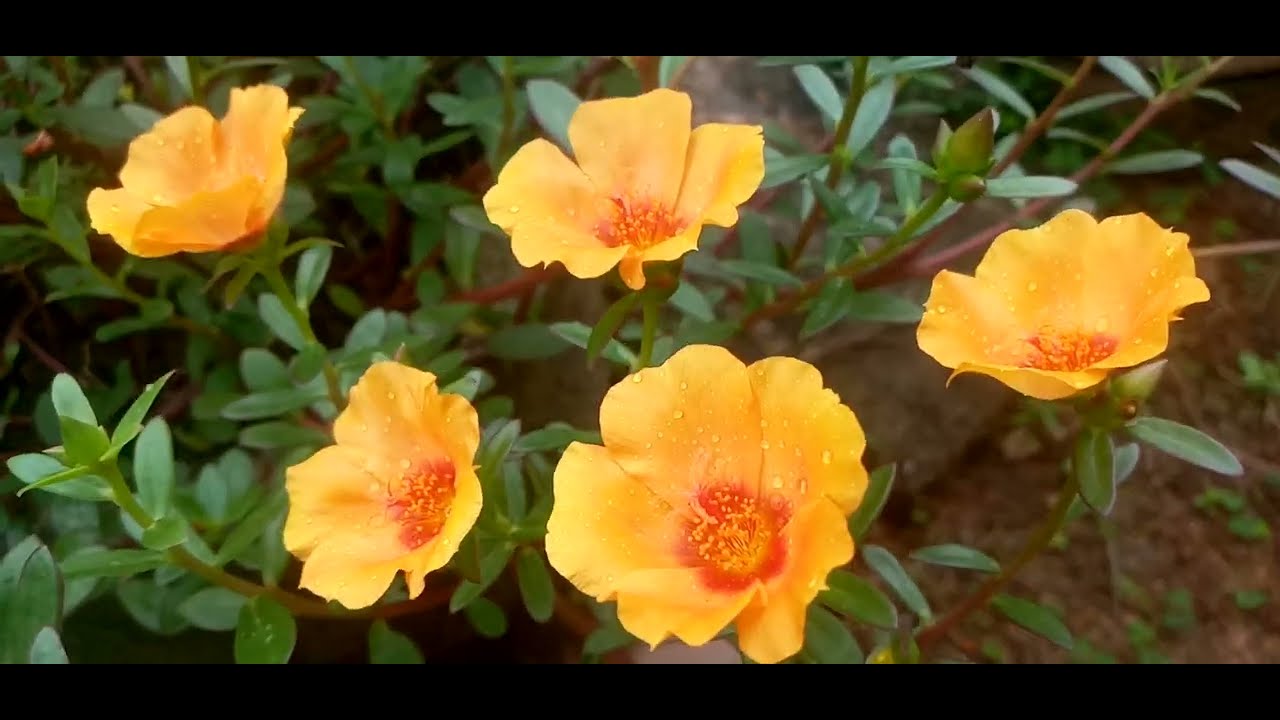 හිතාගන්නවත් බැරි වෙයි #🌻#මේ විදියට කරලා #බලන්න 