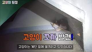 [고양이 탐정] 동물병원 다녀오다 잃어버린 고양이.