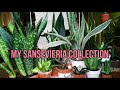 Difference between Sansevieria Metallica and Bantel's Sensation | My Sansevieria collection