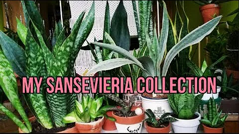 Difference between Sansevieria Metallica and Bante...