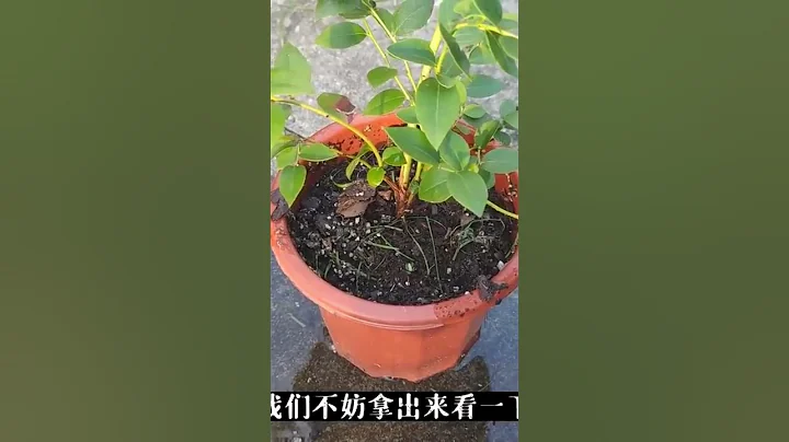 你真的會澆水嗎？難怪你種什麼都種不活。 - 天天要聞