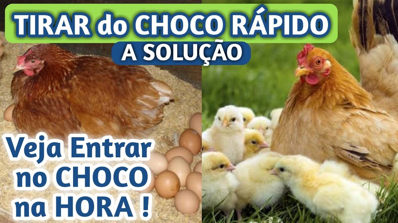 Como TIRAR Choco de Galinha e Como Fazer a galinha FICAR Choca RÁPIDO ...