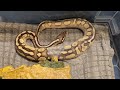 Ball Python Loki Shedding (Reupload from old channel)