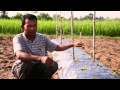 បច្ចេកទេស ដាំត្រប់ TSSD Cambodia (upload by Chanthou)