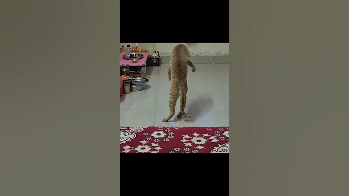 Video 11879511: stray cat, funny cat, cute cat