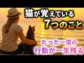【後悔する前に】猫が一生覚えてる「たった7つのこと」