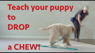 Preventing Resource Guarding in Puppies - Drop