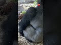 Silverback gorilla dad plays with his son. シルバーバックゴリラの父と息子、本気で遊ぶ