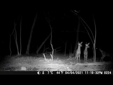 Trail Cam April