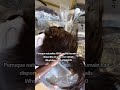 Perruque naturelles 100% qualité humain hair #perruque #womanhair #meches #hairstyle #hair #wigs