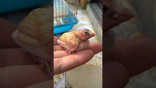 十姐妹雛鳥1081010