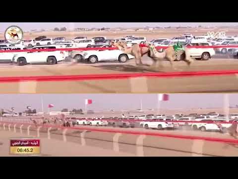 ش10 الذيب ل عبدالله محمد حليس راشد الكتبي ختامي الوثبة 25 4 2023م بندقية اللقايا مفتوح 7 22 9