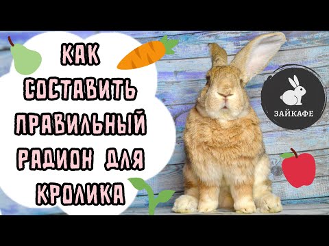 Чем Кормить Кролика | Сотавление Рациона Кормления Для Кролика | Как Правильно Кормить Кролика