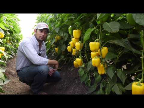 Video: Variedades tempranas de pimiento dulce: descripción, características, características de cultivo