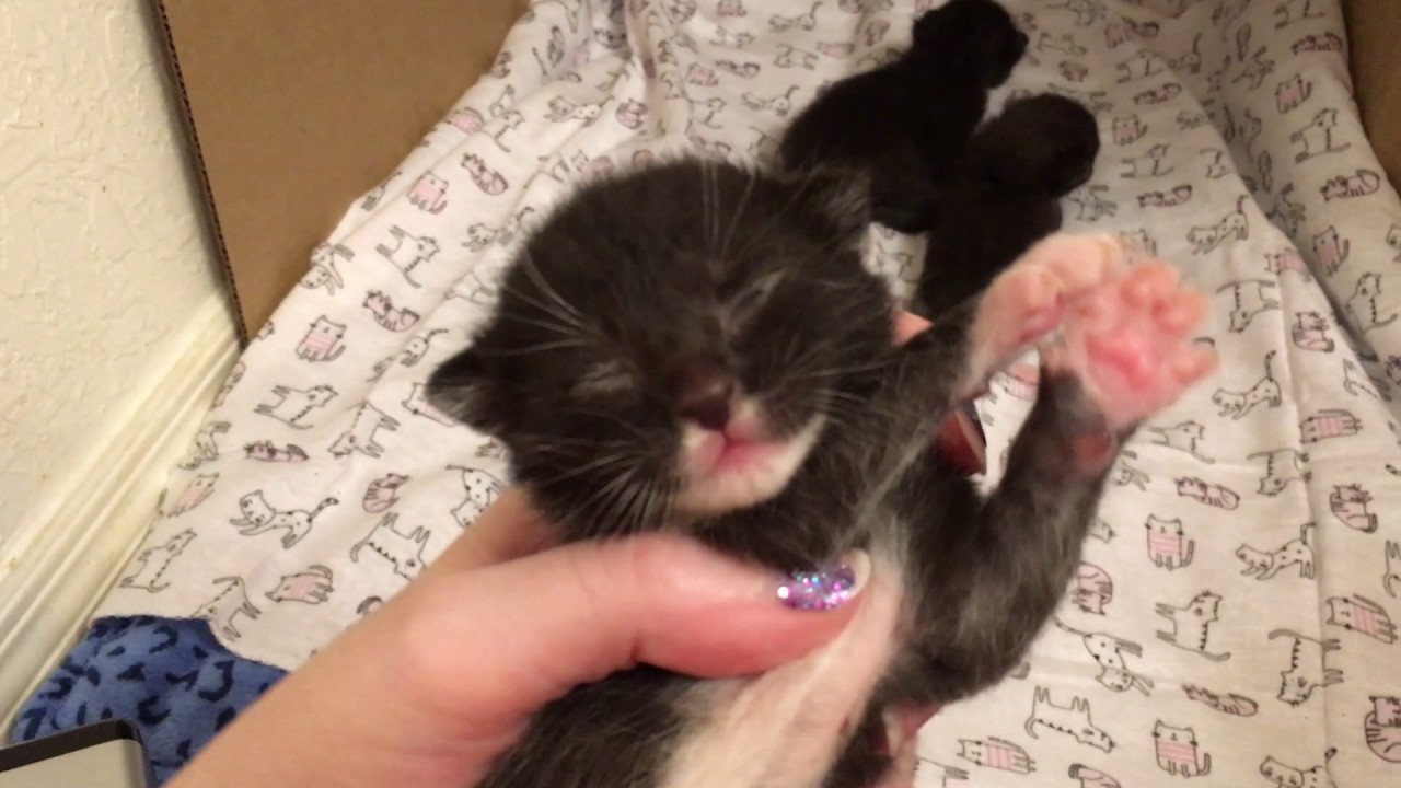11 day old kittens