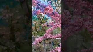 The Most Beautiful Cherry Blossom in the World #cherryblossom #shorts,#Relaxing Music,#calm  Music