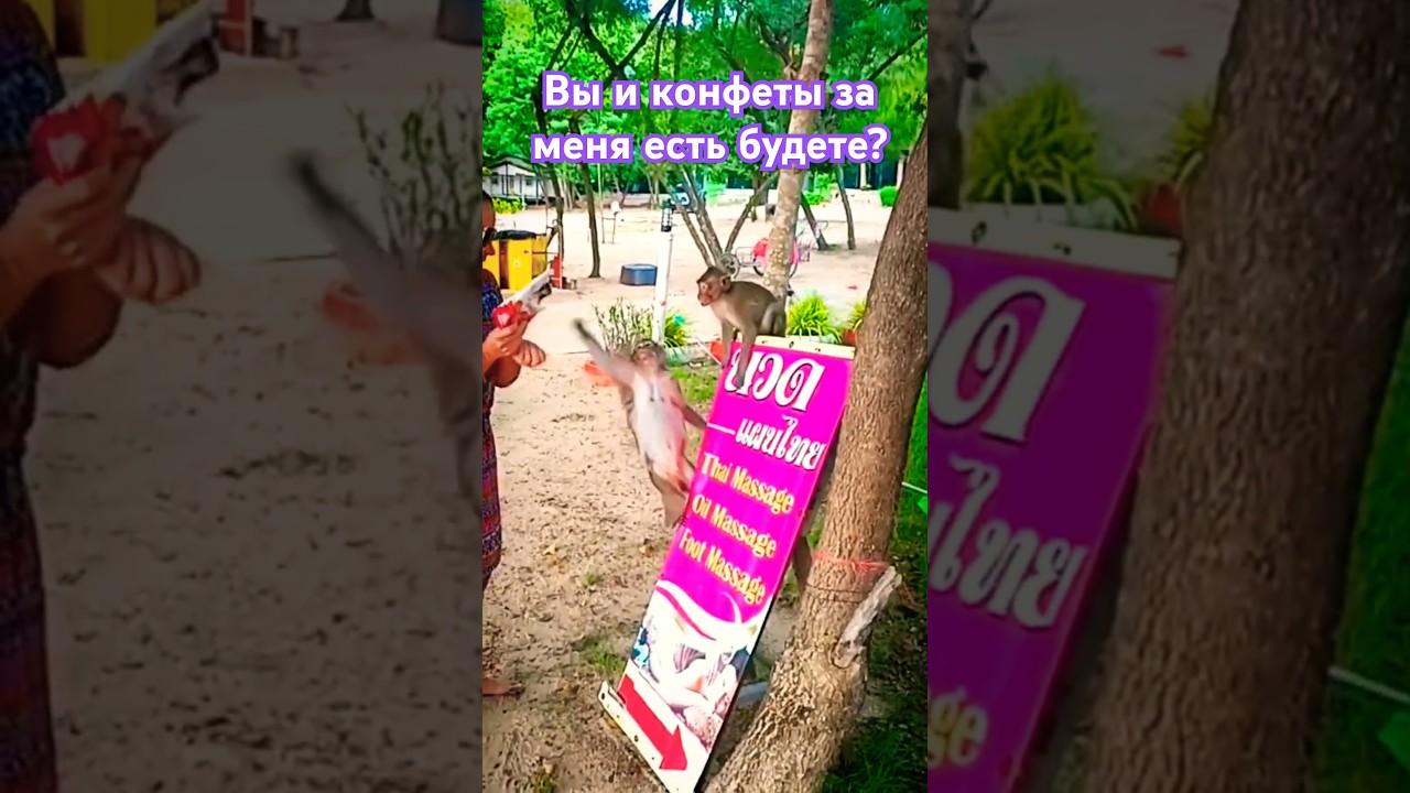 СО ЗВУКОМ ❗🐒 