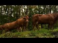 Árboles que sufren, vacas que producen menos: el cambio climático en Los Alpes