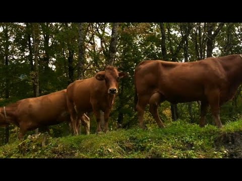 euronews (en español): Árboles que sufren, vacas que producen menos: el cambio climático en Los Alpes euronews (en español): Árboles que sufren, vacas que producen menos: el cambio climático en Los Alpes