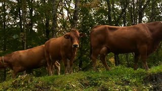 Árboles que sufren, vacas que producen menos: el cambio climático en Los Alpes