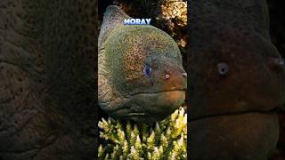 Revealing the Intelligence of Moray Eels: The Cunning Hunters. #moray #eels #uniqueanimalfacts