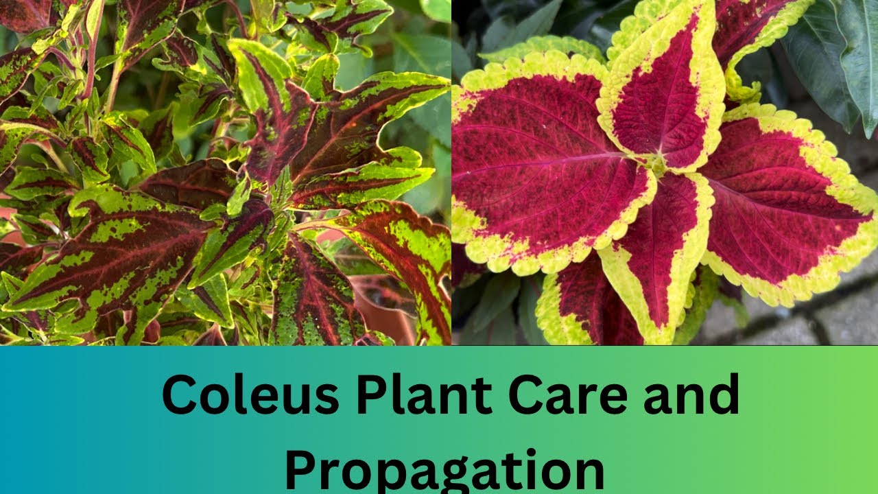 Beautiful Coleus Plant Care and Tips | How to Propagate Coleus from ...