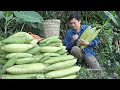 Collect wild luffa in the mountains for seeds and cooking robert  green forest life