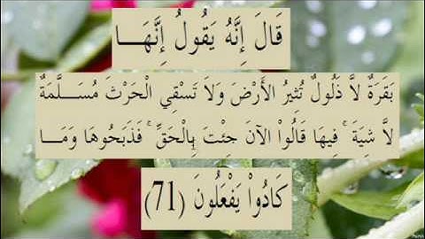 القران الكريم سورة البقرة الاية 71