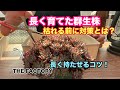 【多肉植物製作所】長年放置🫣古くなった群生株を長く愛でる方法とは?