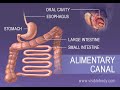 Digestivo1- Biología - 3eso