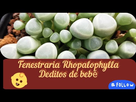 Video: Fenestraria Baby Toes - Información sobre el cuidado de las plantas Baby Toes