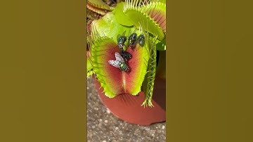How many flies did the Venus flytrap catch? Bug eating plant multi catch #shorts