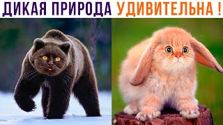 ДИКАЯ ПРИРОДА УДИВИТЕЛЬНА! ))) Приколы с котами | Мемозг 1028