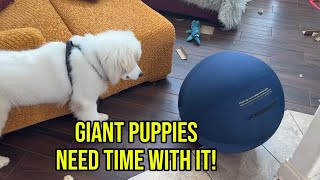 Giant dog herding ball review | Puppy's honest first reaction