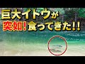 トラウトのチェイス&バイトシーン一挙紹介!北海道