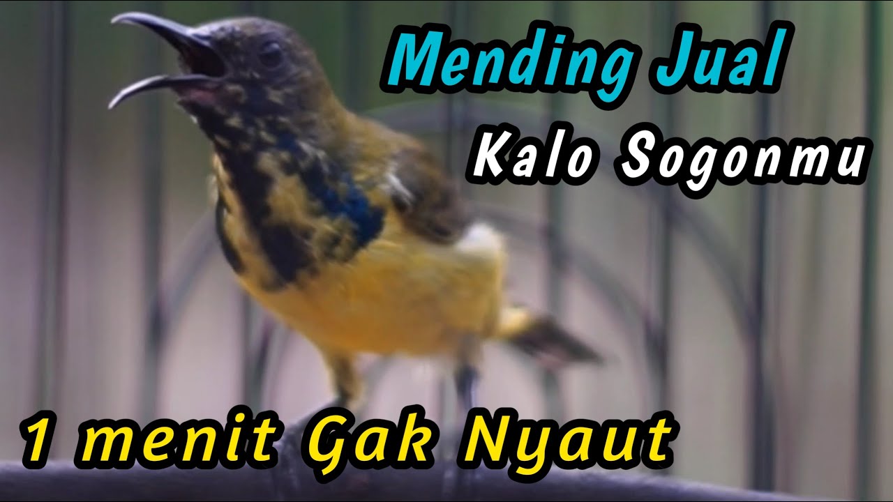 SOGON TROTOLAN NGERIWIK NEMBAK SANGAT JITU UNTUK PENGGACOR SEMUA SOGON‼️HITUNGAN DETIK IKUT GACOR