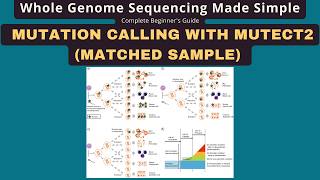 GATK Mutect2 Tutorial: Somatic Mutation Calling (Matched Tumor-Normal) — WGS Beginners Guide