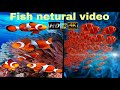 Beautiful fish netural video 28/12/2022 🐠🐠🐟🐟🐠🐟🐠