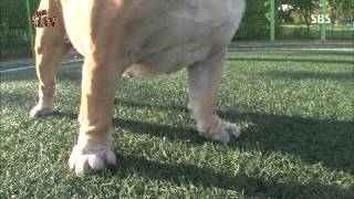20130908 TV동물농장 #7(3)