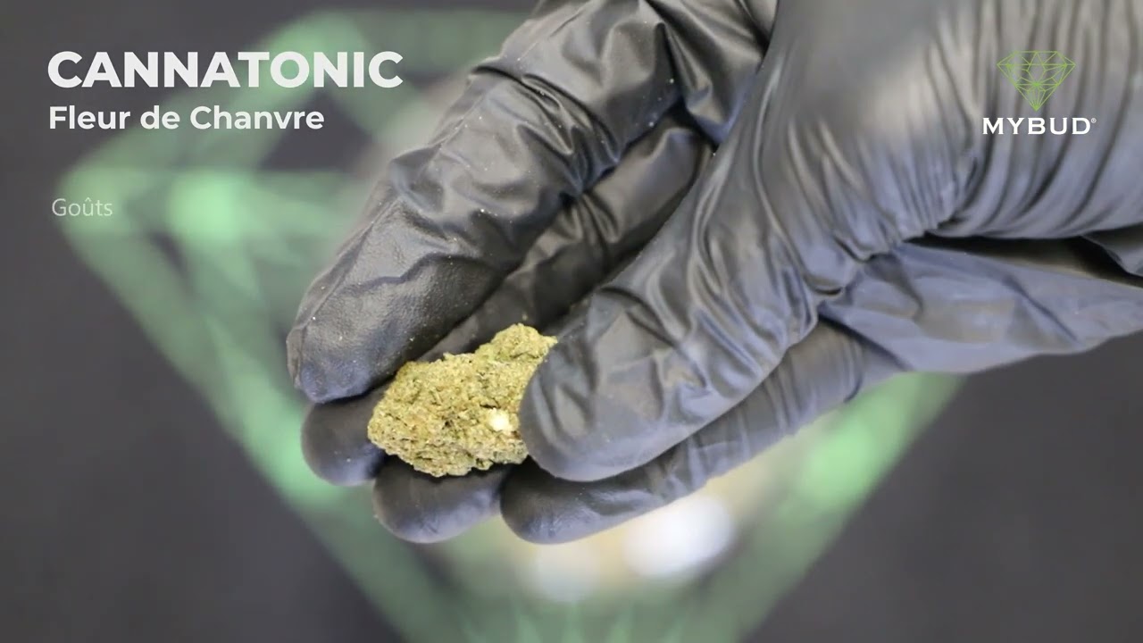 Fleur de CBD Cannatonic - Goût Tropical, Culture d'Intérieur