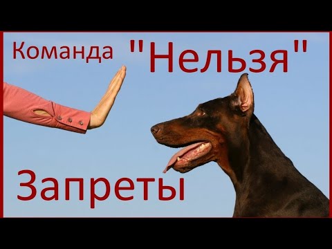 38. Команда "Нельзя". Запреты. Как запретить собаке