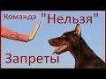 Команда "Нельзя". Запреты. Дрессировка собак.