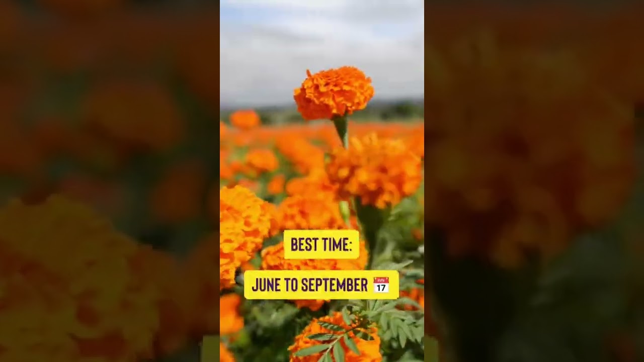 Bengaluru drives - you NEED to visit these flower fields in Karnataka 🇮🇳🌻 