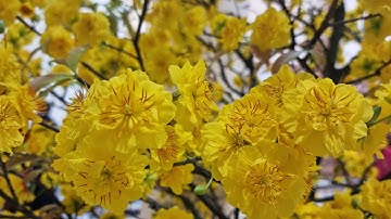 Cúc thọ hương bền hoa không rụng cánh rất đẹp - Ngọc Ngân Bến Tre 0386569374